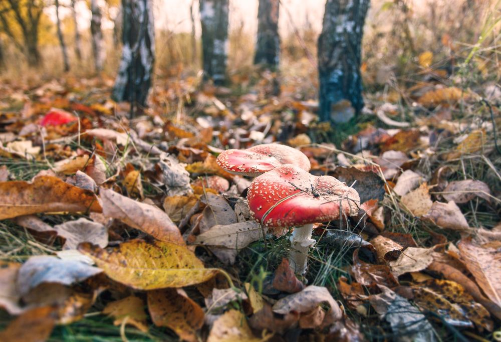 Осенние зарисовки