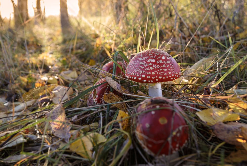 Осенние зарисовки