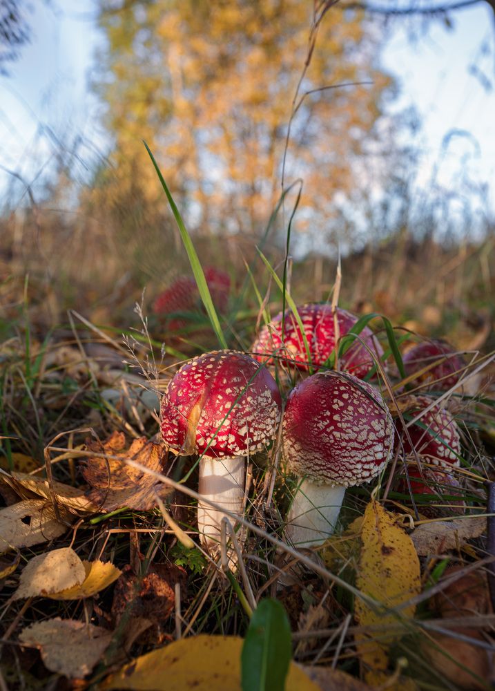 Осенние зарисовки