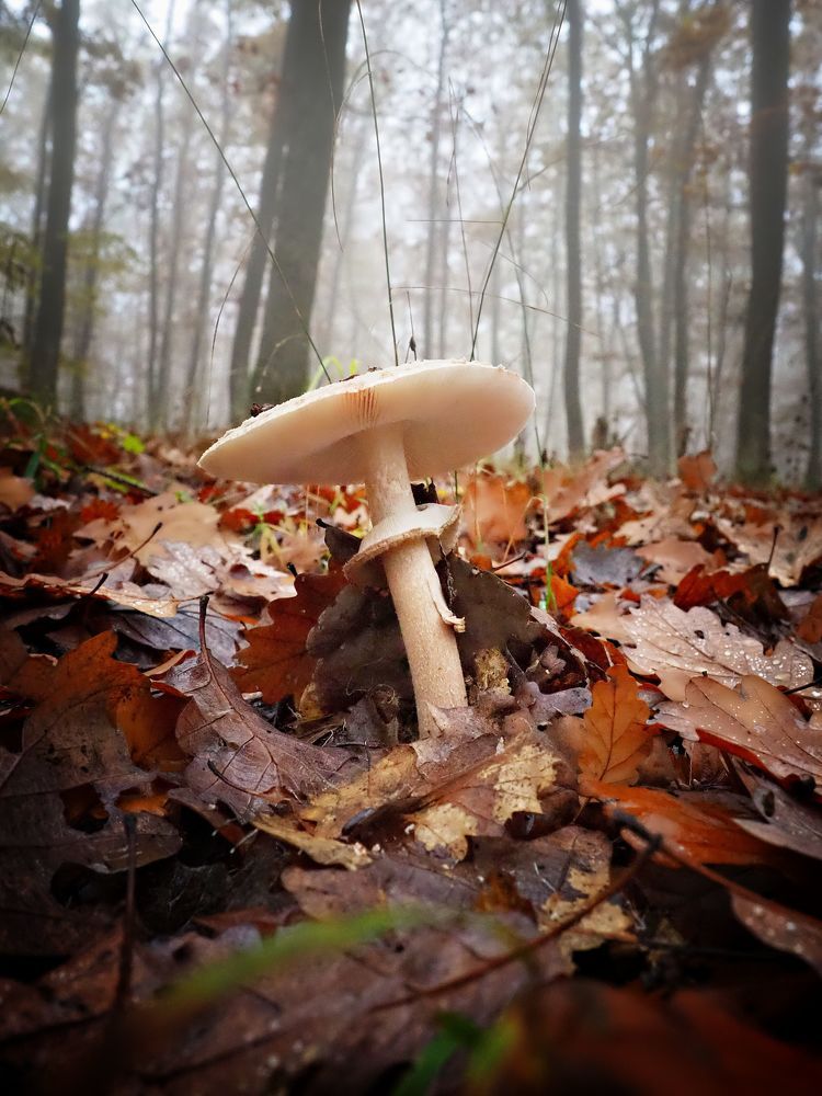 Mushrooms 2