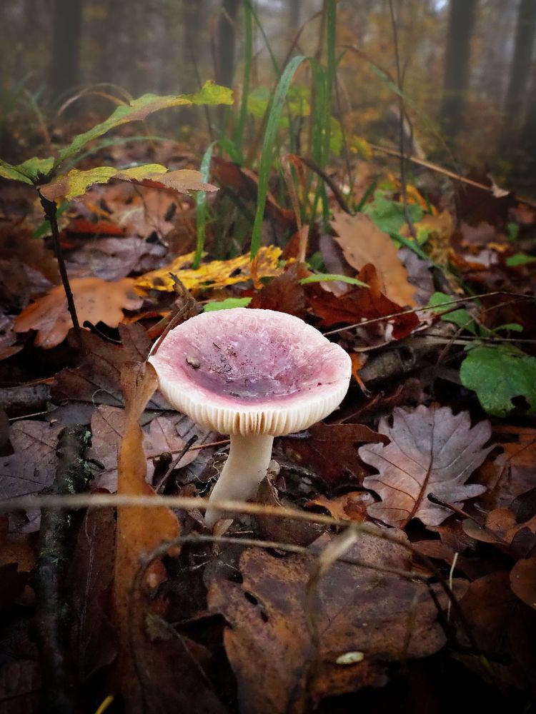 Mushrooms 2