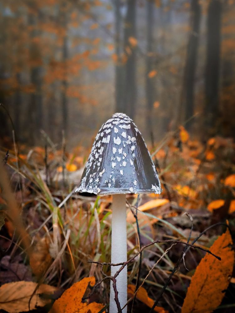 Mushrooms 2