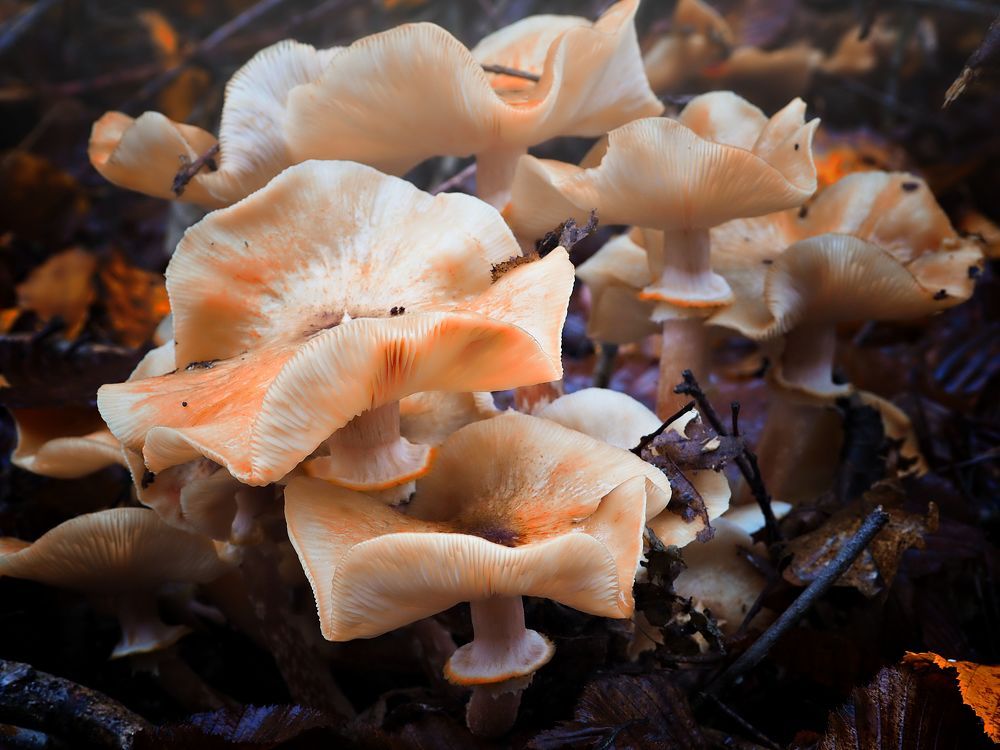 Mushrooms 2