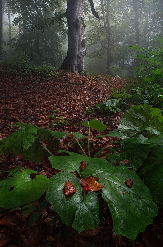 Landscapes of Georgia.