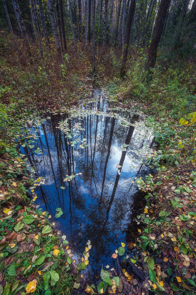 Лесные зарисовки