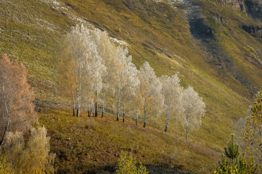 Деревья в инее