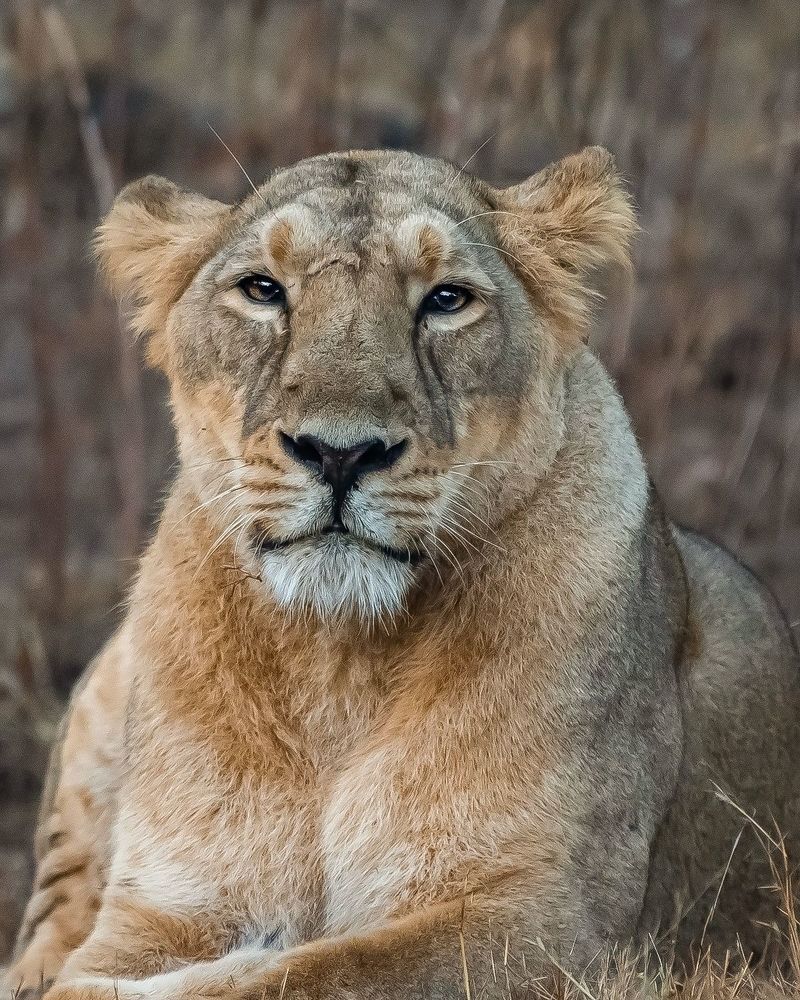 Wildlife Photography