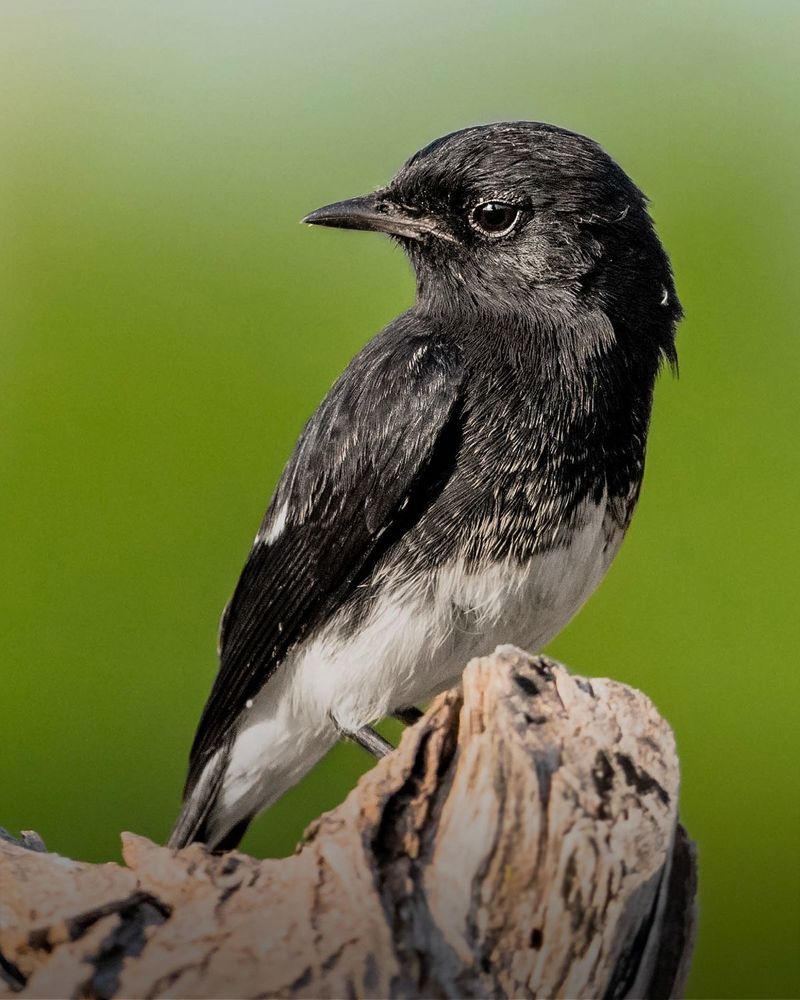Wildlife Photography
