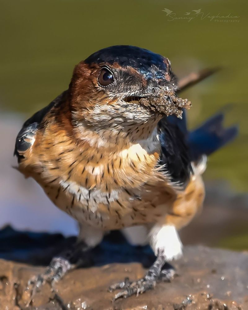 Wildlife Photography
