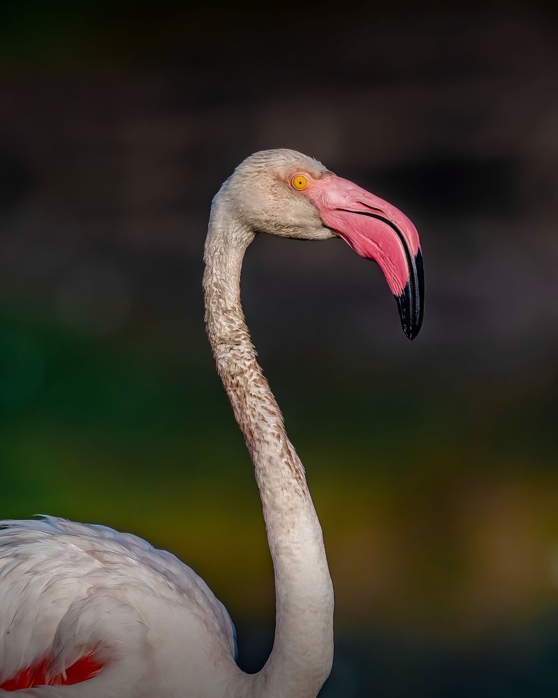 Wildlife Photography