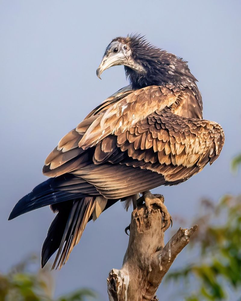 Wildlife Photography