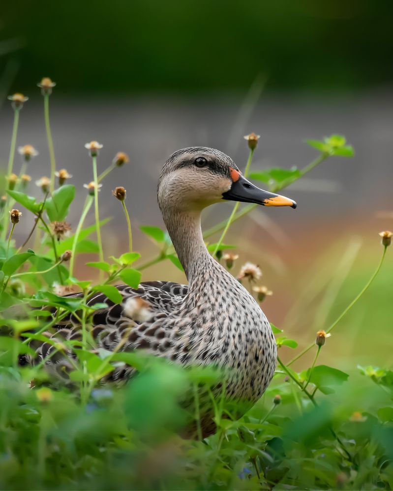 Wildlife Photography