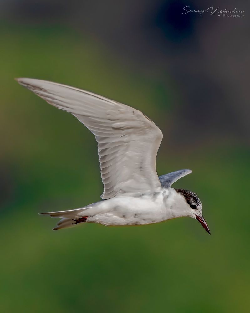 Wildlife Photography
