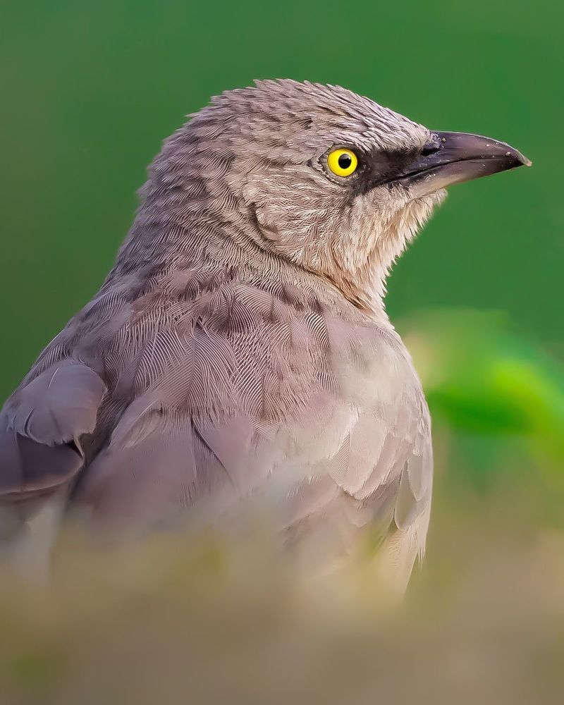 Wildlife Photography