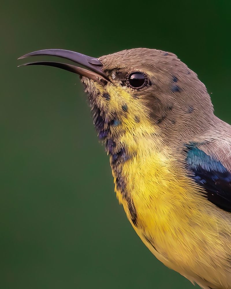 Wildlife Photography