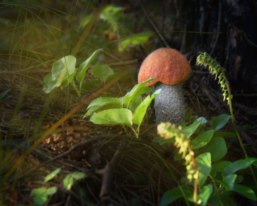 Photo 2279336