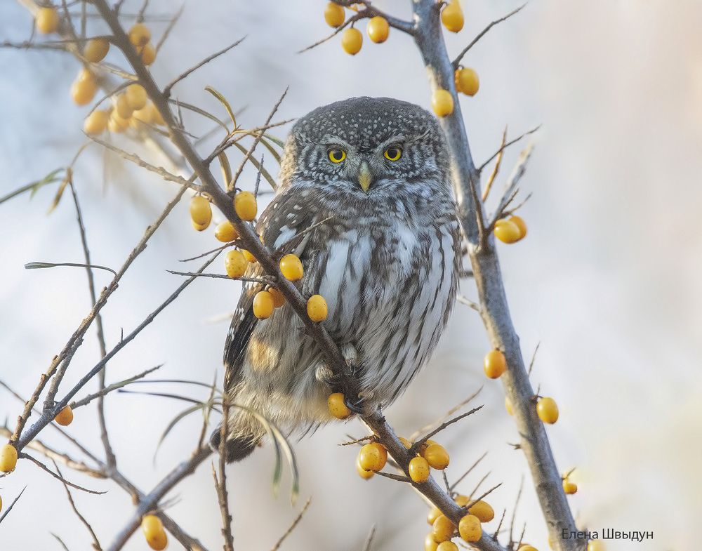 Eurasian pygmy owl