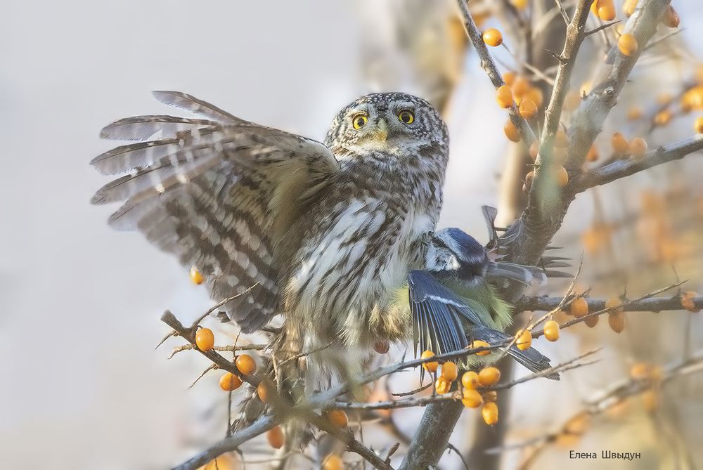 Eurasian pygmy owl
