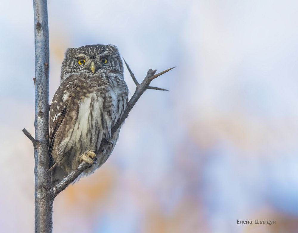 Eurasian pygmy owl