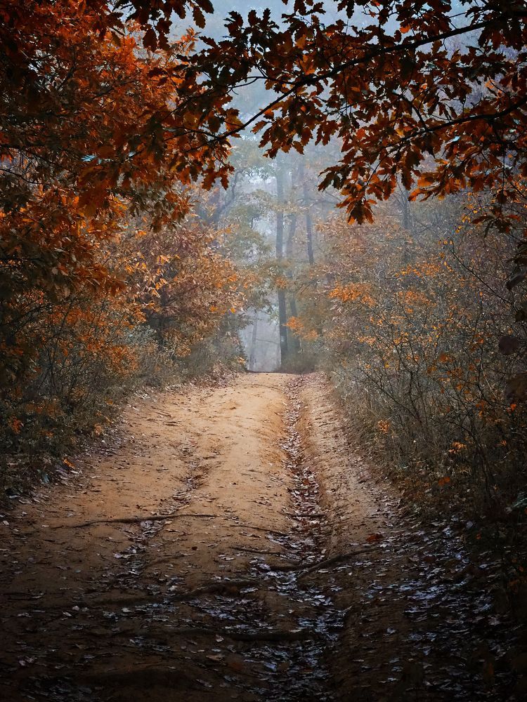 Misty forest 4