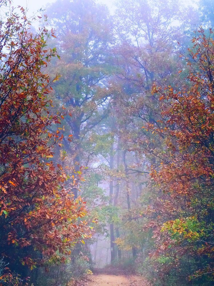 Misty forest 4