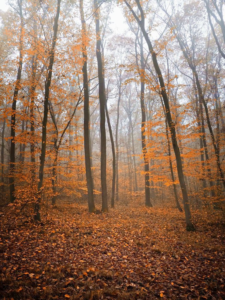 Misty forest 4