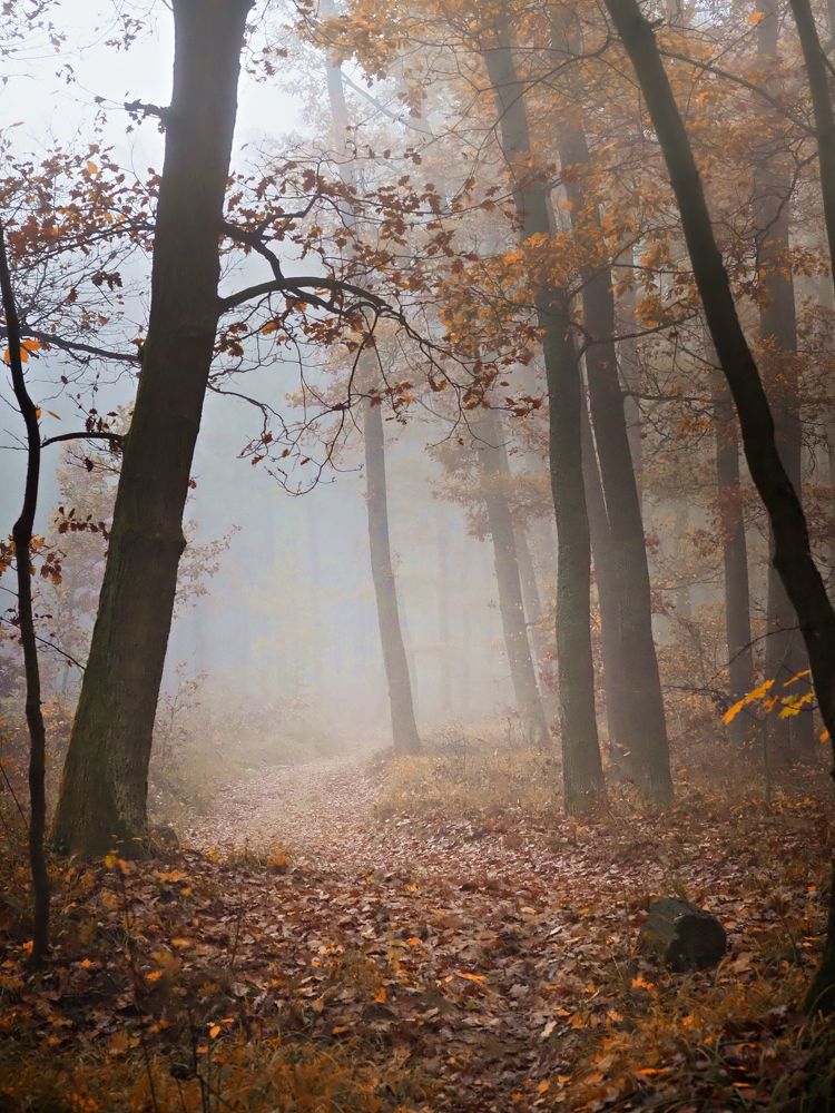 Misty forest 4