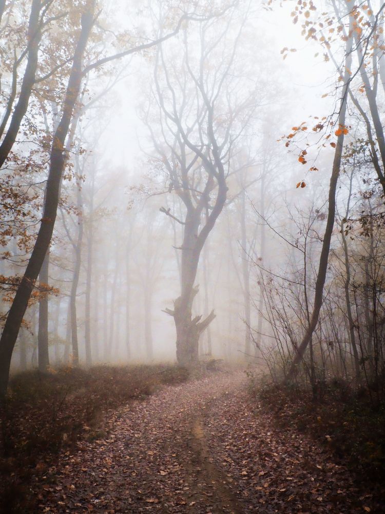 Misty forest 4