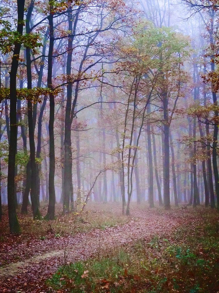 Misty forest 4