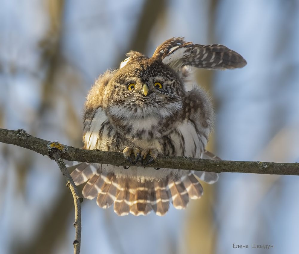 Eurasian pygmy owl