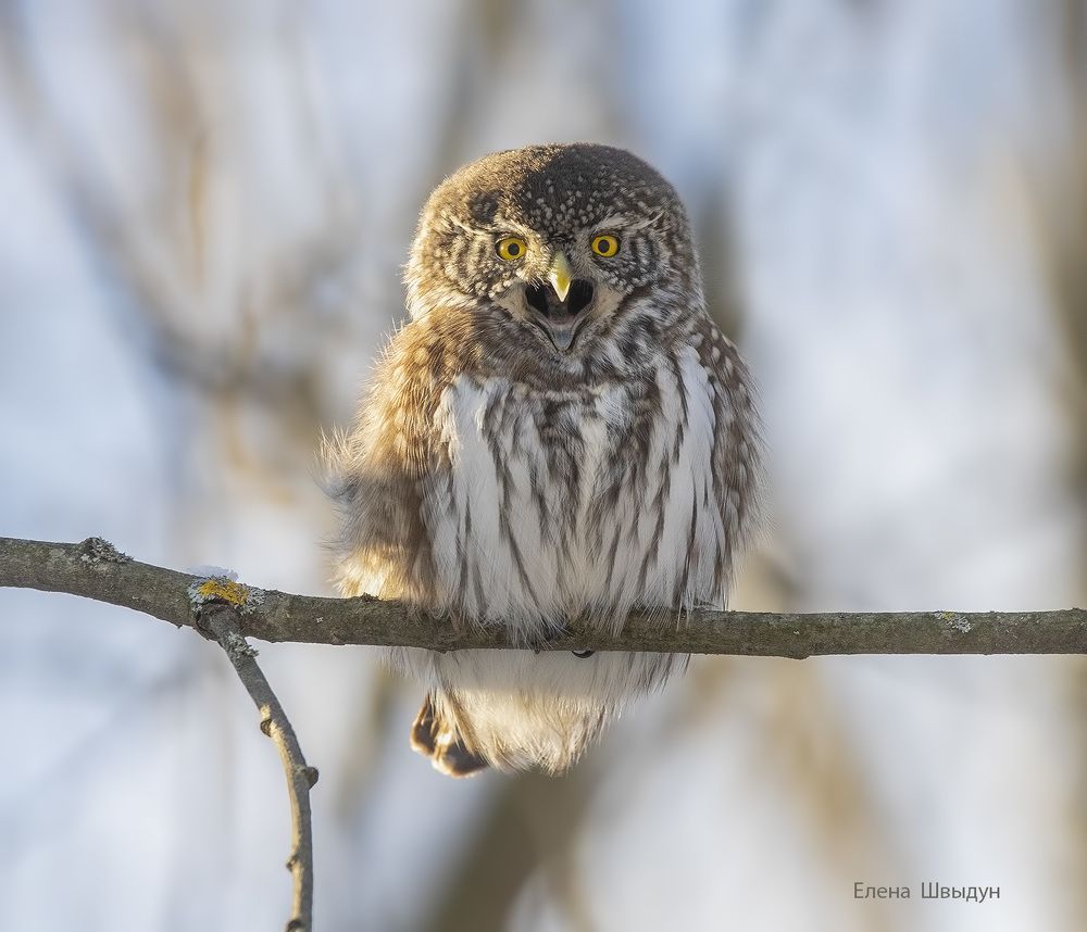 Eurasian pygmy owl