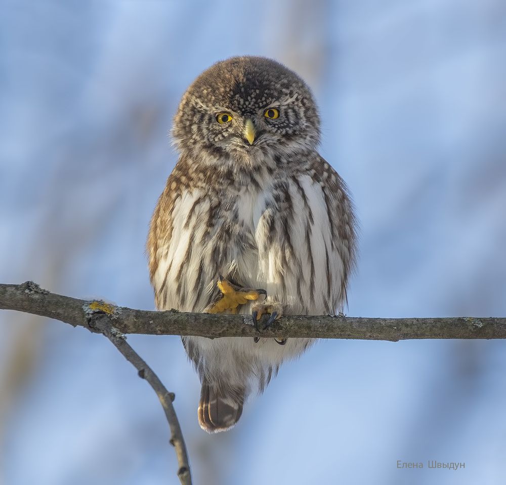 Eurasian pygmy owl