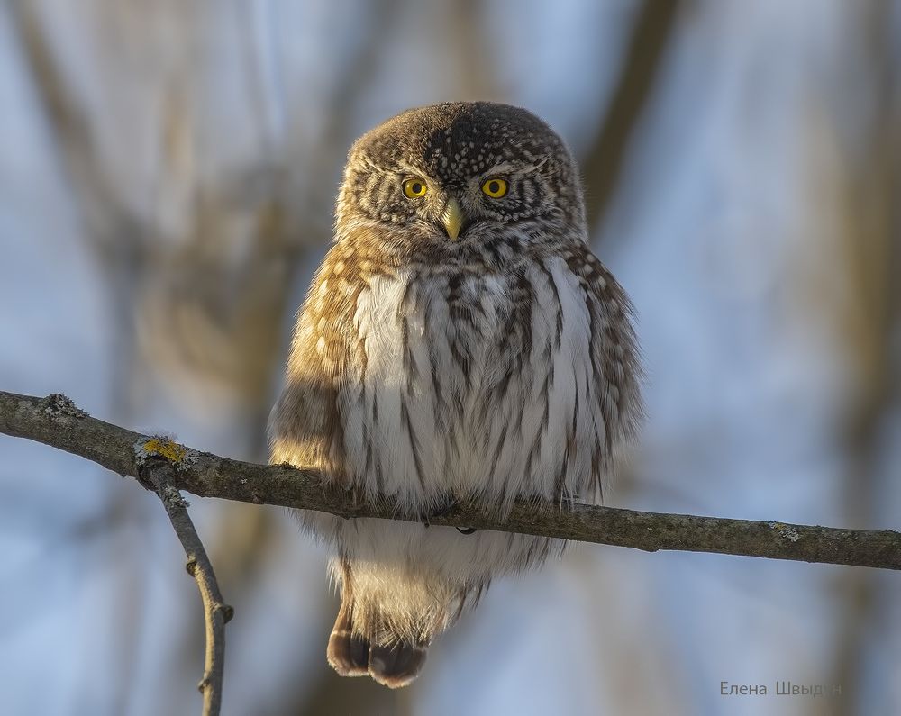 Eurasian pygmy owl