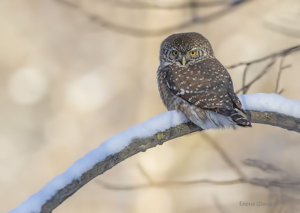 Eurasian pygmy owl