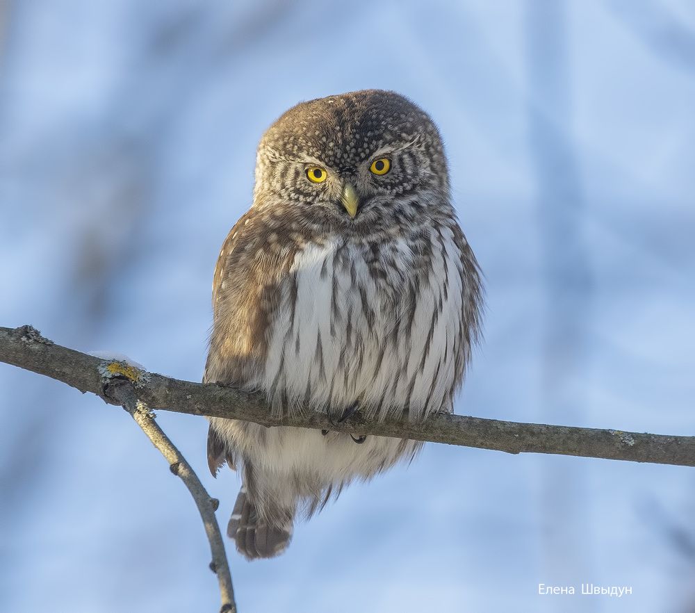 Eurasian pygmy owl
