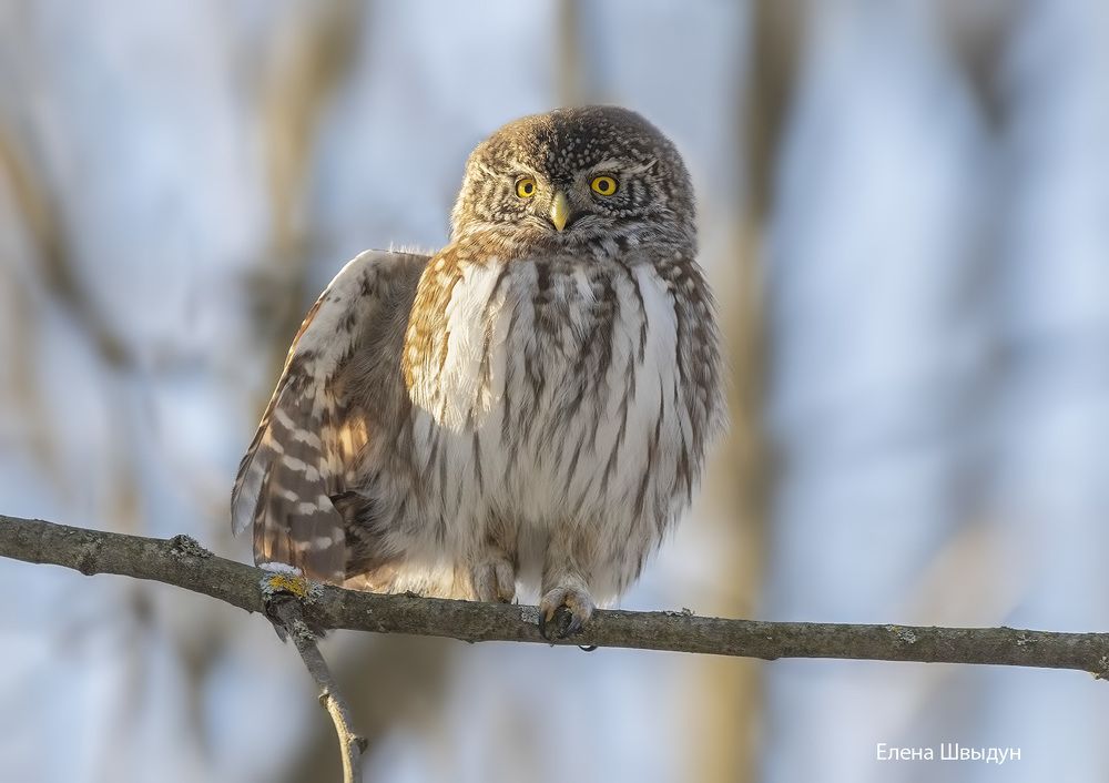 Eurasian pygmy owl