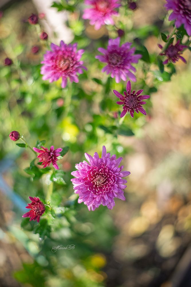 AF-S 50mm f/1.8G