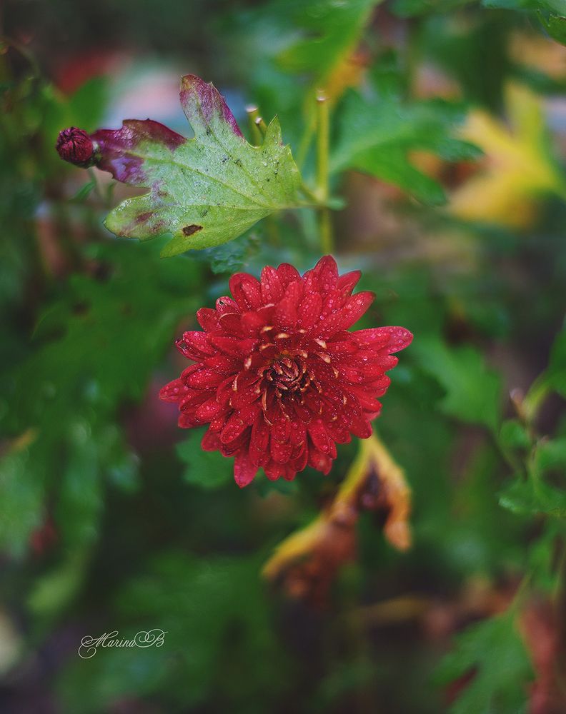 AF-S 50mm f/1.8G