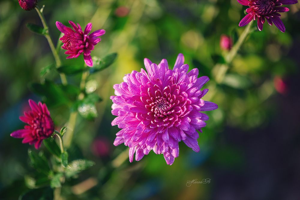 AF-S 50mm f/1.8G