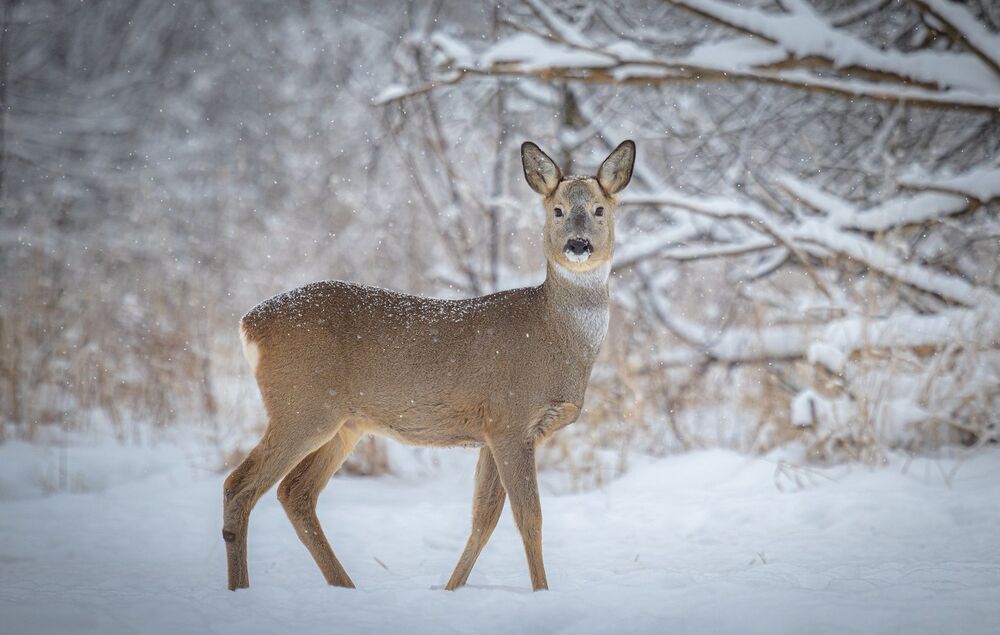 Photo 2282499