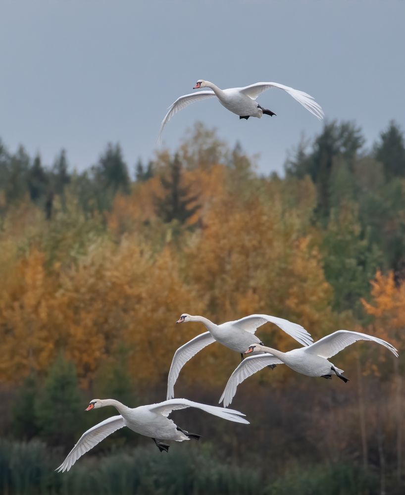 Лебедь Шипун Cygnus olor