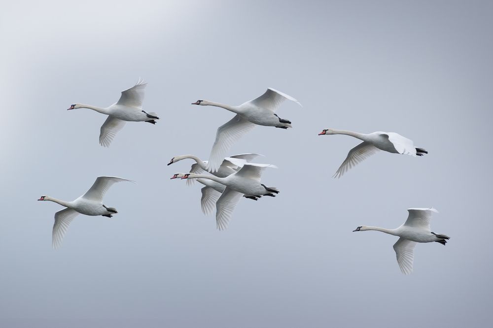 Лебедь Шипун Cygnus olor