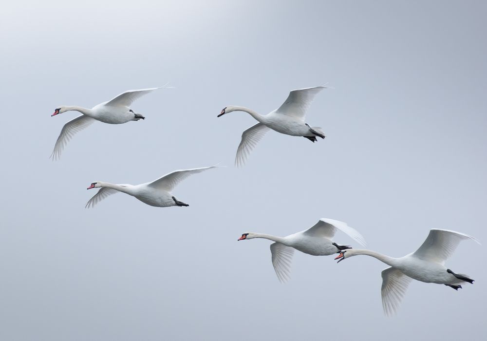 Лебедь Шипун Cygnus olor