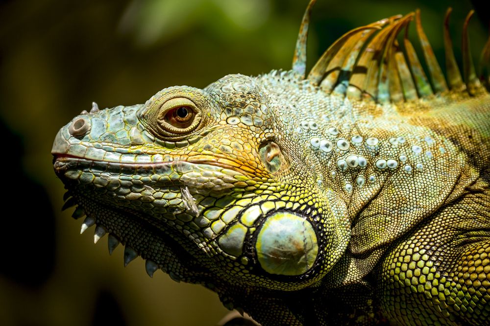 Игуана обыкновенная или зеленая игуана  (лат. Iguana iguana)