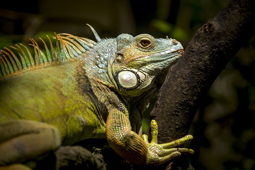 Игуана обыкновенная или зеленая игуана  (лат. Iguana iguana)