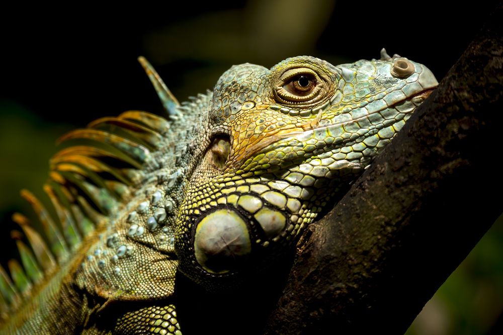 Игуана обыкновенная или зеленая игуана  (лат. Iguana iguana)