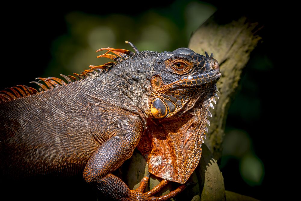 Красный подвид игуаны обыкновенной (лат. Iguana iguana)