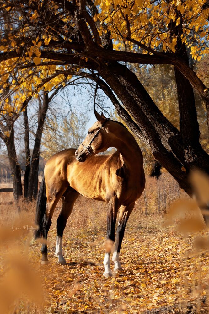 Photo 2287288