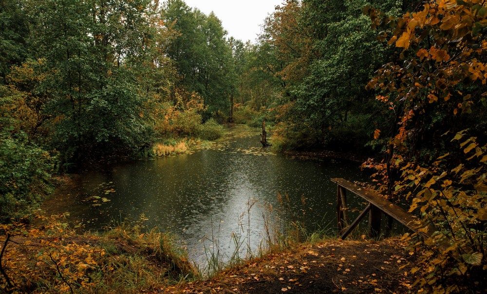 Дождливый осенний лес