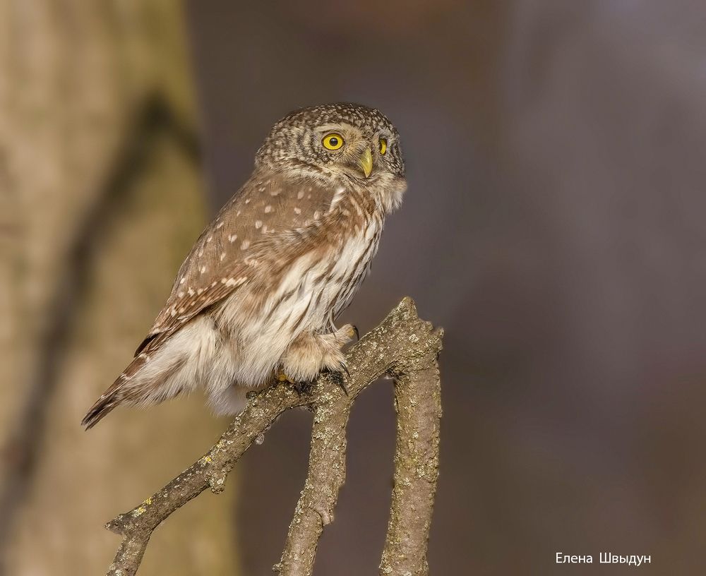 Eurasian pygmy owl